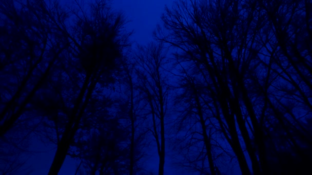Forêt Sombre Des Silhouettes Des Arbres Forest Personne Effrayante — Video