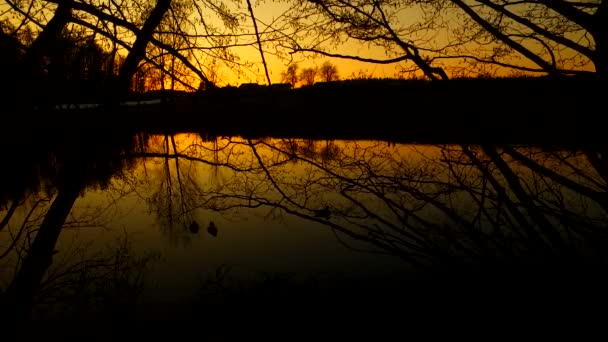 日落在小湖畔 一些鸭子在湖中游泳 在晚上之前大胆的颜色 — 图库视频影像