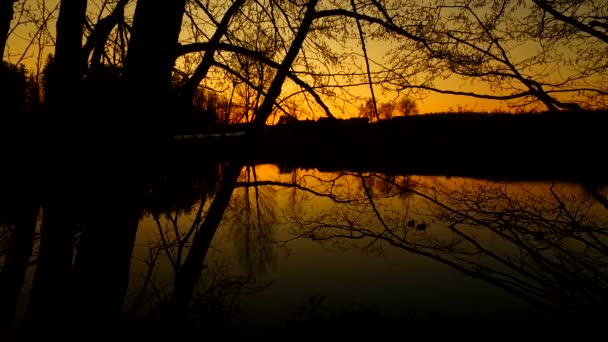 Západ Slunce Malého Jezera Zatímco Něm Plavou Kachny Před Setměním — Stock video