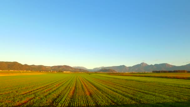 Morning Fields Young Few Weeks Ago Planted Barley Autumn Time — Vídeos de Stock