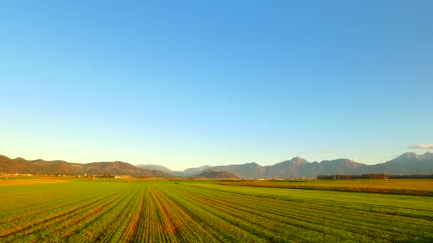 Morning Fields Young Few Weeks Ago Planted Barley Autumn Time — Stok video