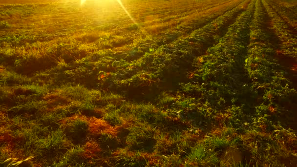 Morning Fields Young Few Weeks Ago Planted Barley Autumn Time — Stock video