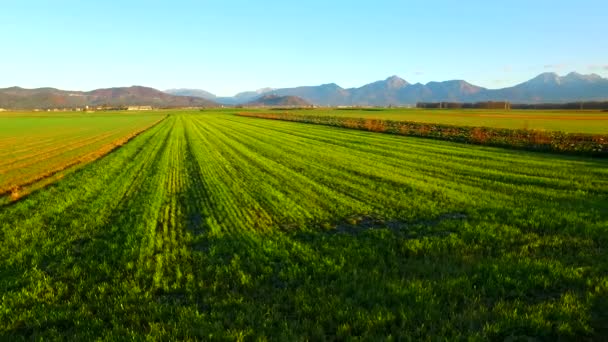 Morning Fields Young Few Weeks Ago Planted Barley Autumn Time — Stok video