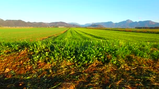 Morning Fields Young Few Weeks Ago Planted Barley Autumn Time — Stok video