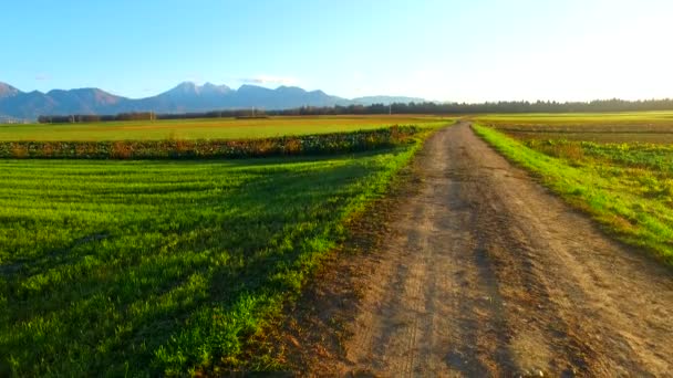 Morning Fields Young Few Weeks Ago Planted Barley Autumn Time — Stockvideo