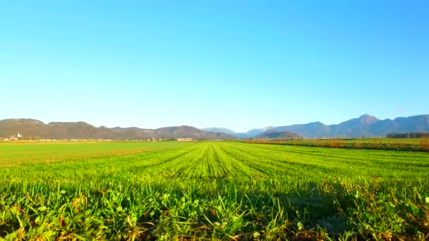 Morning Fields Young Few Weeks Ago Planted Barley Autumn Time — Stock video