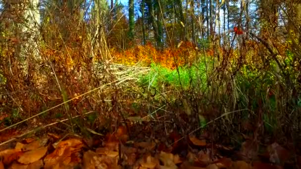 Différentes Couleurs Feuilles Automne Dans Forêt — Video