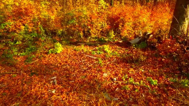 Verschillende Kleuren Herfstbladeren Het Bos — Stockvideo