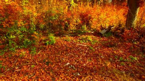 Verschillende Kleuren Herfstbladeren Het Bos — Stockvideo