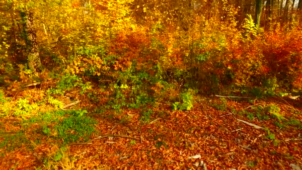 Verschillende Kleuren Herfstbladeren Het Bos — Stockvideo