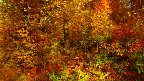 Berbagai Warna Daun Musim Gugur Hutan — Stok Video
