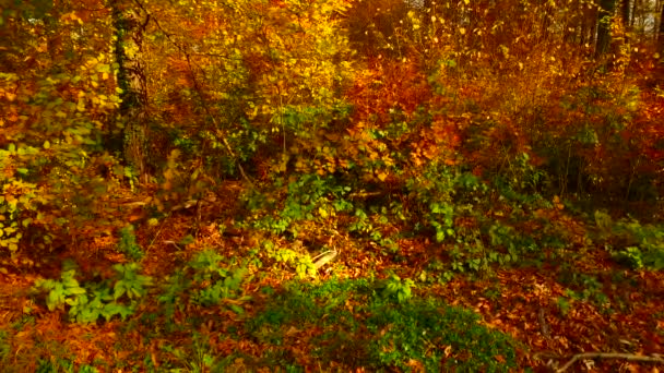 Verschillende Kleuren Herfstbladeren Het Bos — Stockvideo