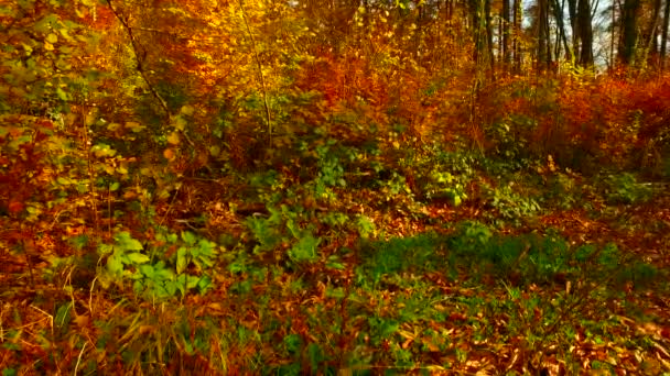 Verschillende Kleuren Herfstbladeren Het Bos — Stockvideo