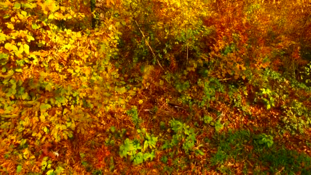 Verschiedene Farben Der Herbstblätter Wald — Stockvideo