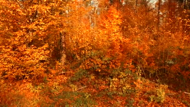 Verschillende Kleuren Herfstbladeren Het Bos — Stockvideo