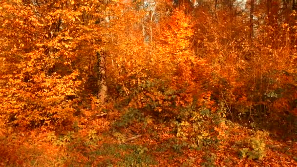 Различные Цвета Осенних Листьев Лесу — стоковое видео