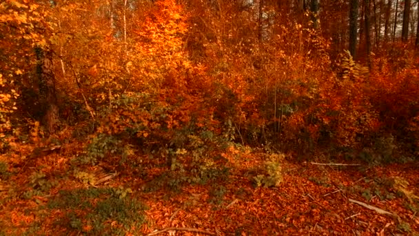Verschillende Kleuren Herfstbladeren Het Bos — Stockvideo