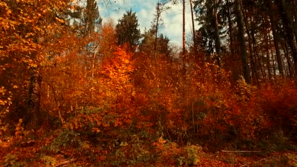 Różne Kolory Jesiennych Liści Lesie — Wideo stockowe