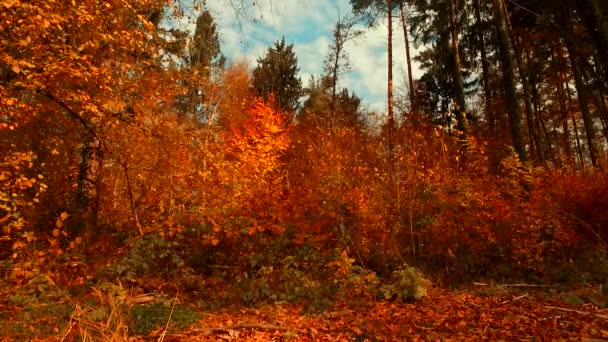 Vari Colori Foglie Autunnali Nella Foresta — Video Stock