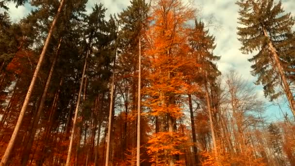 Ormanda Sonbahar Yapraklarının Çeşitli Renkleri — Stok video