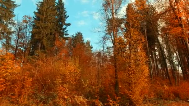 Vari Colori Foglie Autunnali Nella Foresta — Video Stock