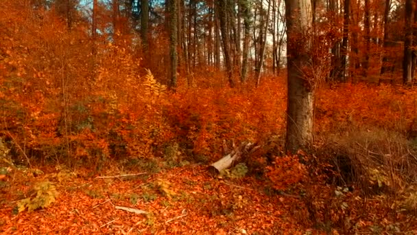 Berbagai Warna Daun Musim Gugur Hutan — Stok Video