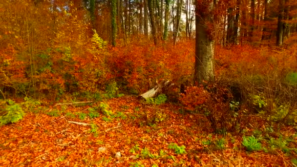 Verschillende Kleuren Herfstbladeren Het Bos — Stockvideo