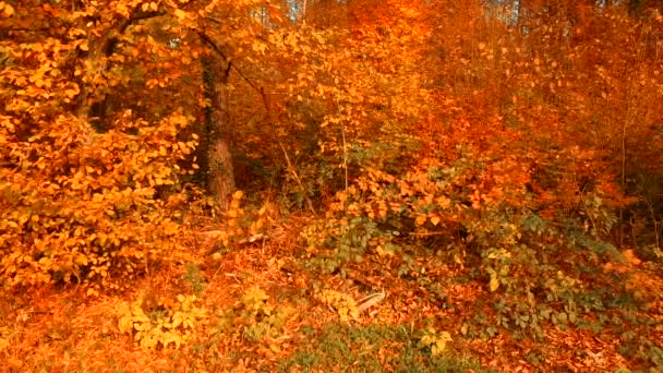 Verschillende Kleuren Herfstbladeren Het Bos — Stockvideo