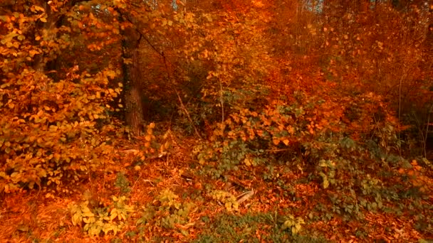 Verschillende Kleuren Herfstbladeren Het Bos — Stockvideo