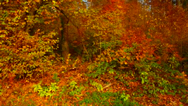 Różne Kolory Jesiennych Liści Lesie — Wideo stockowe