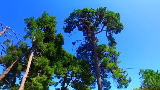 Ramos Folhas Floresta Primavera — Vídeo de Stock