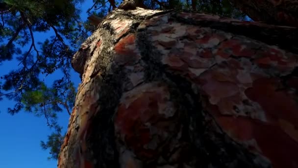 Ветви Листья Весеннего Леса — стоковое видео