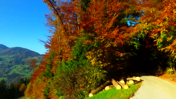 Branches Leaves Spring Forest — Video Stock