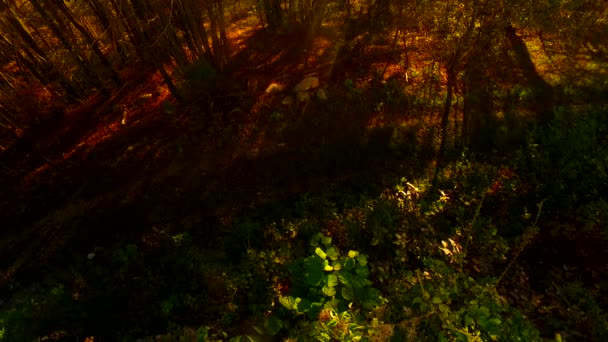 Branches Feuilles Forêt Printanière — Video