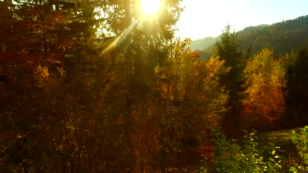 Intensieve Zon Zonnestralen Herfstbos Gelukkige Tijd — Stockvideo