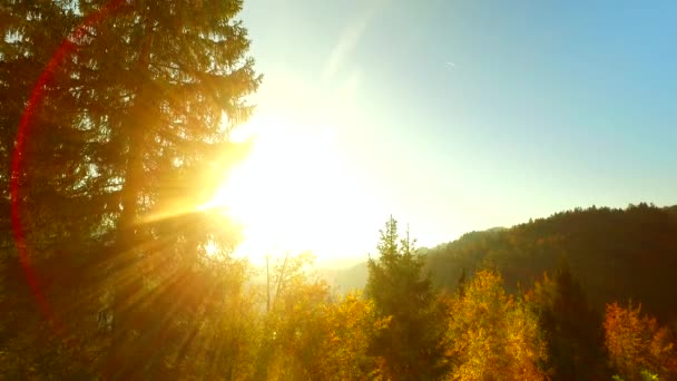 强烈的阳光 秋天的森林 快乐的时光 — 图库视频影像