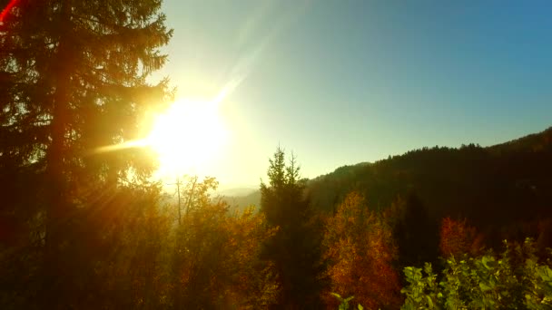 强烈的阳光 秋天的森林 快乐的时光 — 图库视频影像