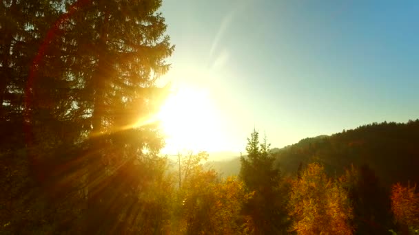 Intensiv Sol Solstrålar Höstskog Lycklig Tid — Stockvideo