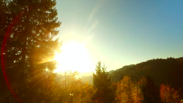 Sol Intensivo Raios Solares Floresta Outono Tempo Feliz — Vídeo de Stock