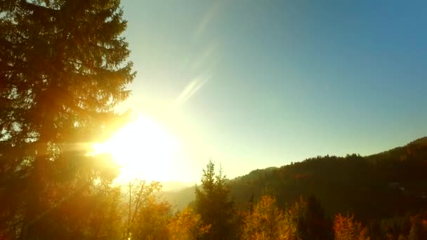 Intensiv Sol Solstrålar Höstskog Lycklig Tid — Stockvideo