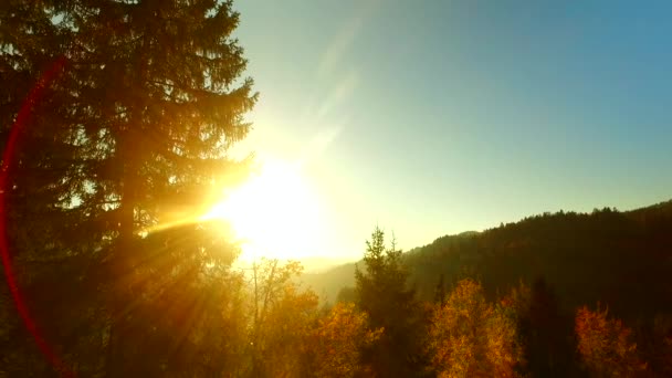 Sole Intenso Raggi Del Sole Foresta Autunnale Tempo Felice — Video Stock