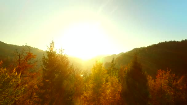Інтенсивне Сонце Сонячні Промені Осінній Ліс Щасливий Час — стокове відео