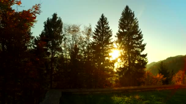 Интенсивное Солнце Солнечные Лучи Осенний Лес Счастливое Время — стоковое видео