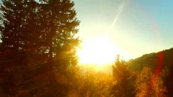 Sol Intenso Rayos Sol Bosque Otoñal Tiempo Feliz — Vídeos de Stock