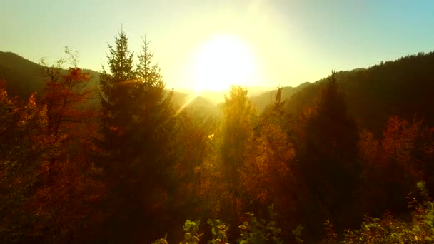 Sol Intenso Rayos Sol Bosque Otoñal Tiempo Feliz — Vídeos de Stock