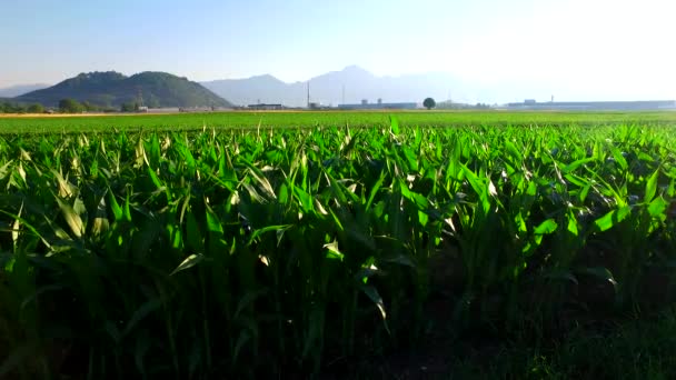 Zelená Kukuřice Poli Poblíž Hor Pod Zlatým Sluncem Modrou Oblohou — Stock video