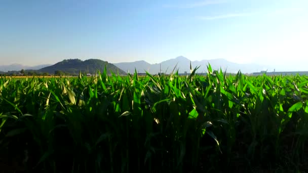 Zelená Kukuřice Poli Poblíž Hor Pod Zlatým Sluncem Modrou Oblohou — Stock video