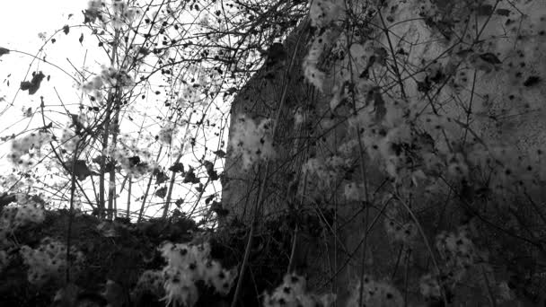 Prickly Plant Old Decayed Wall — Vídeo de Stock