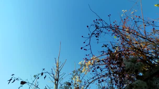 Prickly Plant Old Decayed Wall — Vídeo de Stock