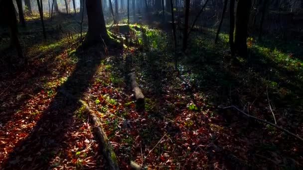 美丽的秋天森林里的强光 — 图库视频影像